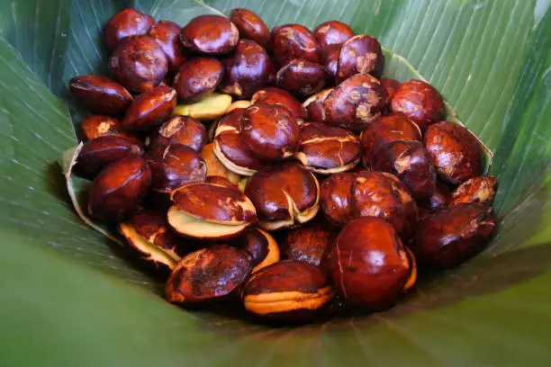 Ekstra Kulit Jengkol Atasi Jentik DBD
