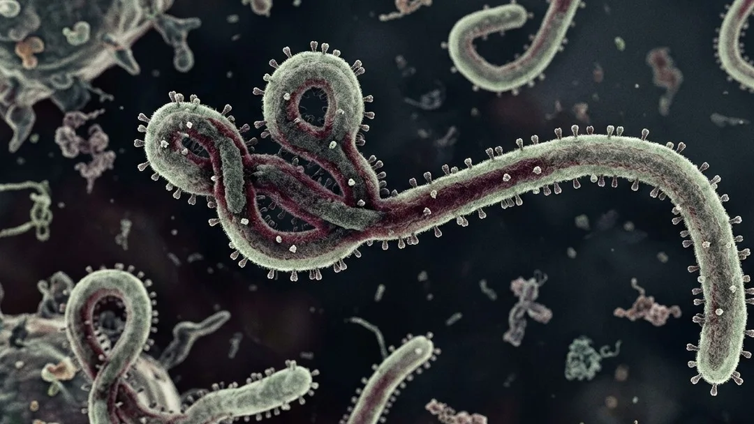 WHO Tetapkan Ebola Sebagai PHEIC, Kemenkes Tingkatkan Pengawasan dan Imbau Masyarakat Tetap Waspada
