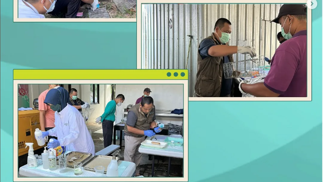 Surveilans Penyakit Leptospirosis Berbasis Laboratorium di Kalipucang Pangandaran