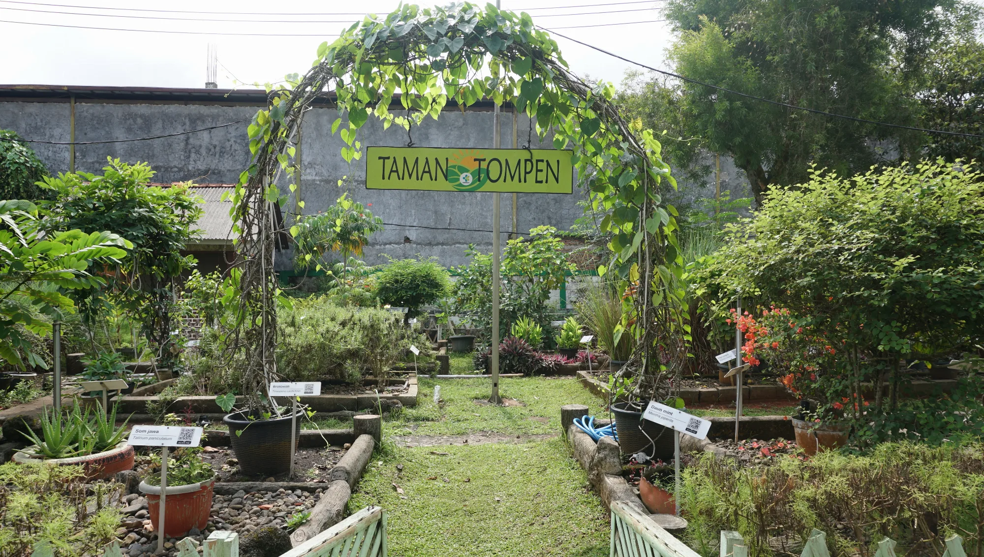 TOMPEN (Taman Obat Pengusir Nyamuk)